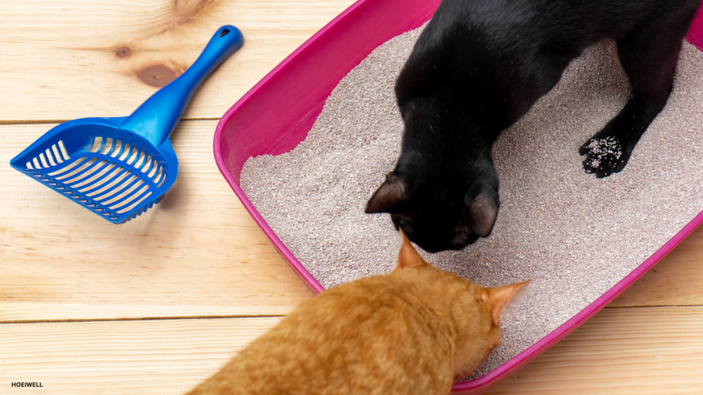 Black and brown kitten curiously sniffing the litter box, exploring its new environment