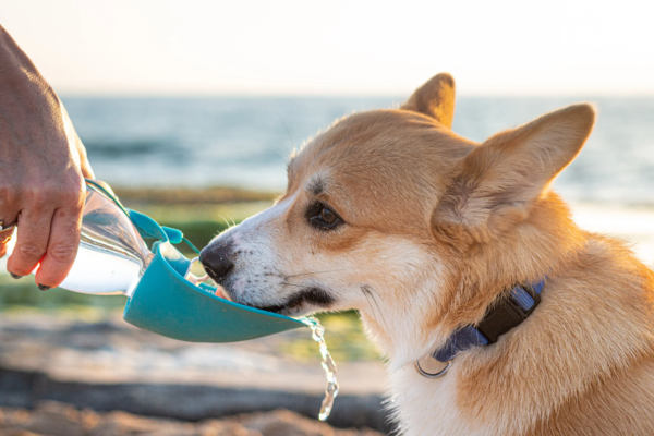 Dog Drinking Water Outdoors Picture