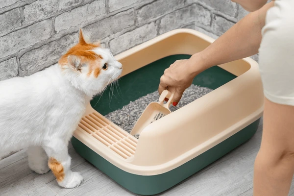 changing litter box cat